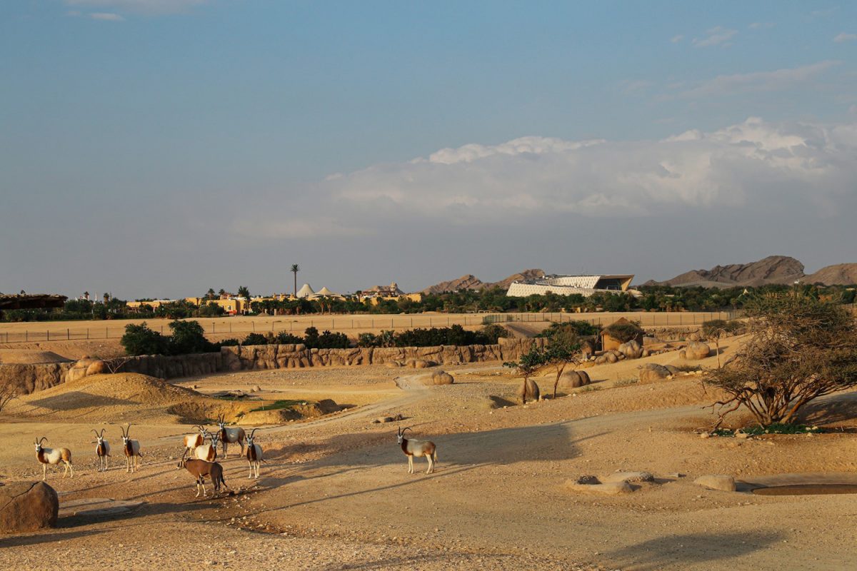 iftar with lions al ain zoo