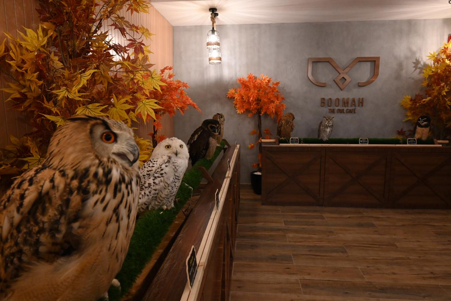 Take a look inside Abu Dhabi's only owl cafe | Time Out Abu Dhabi