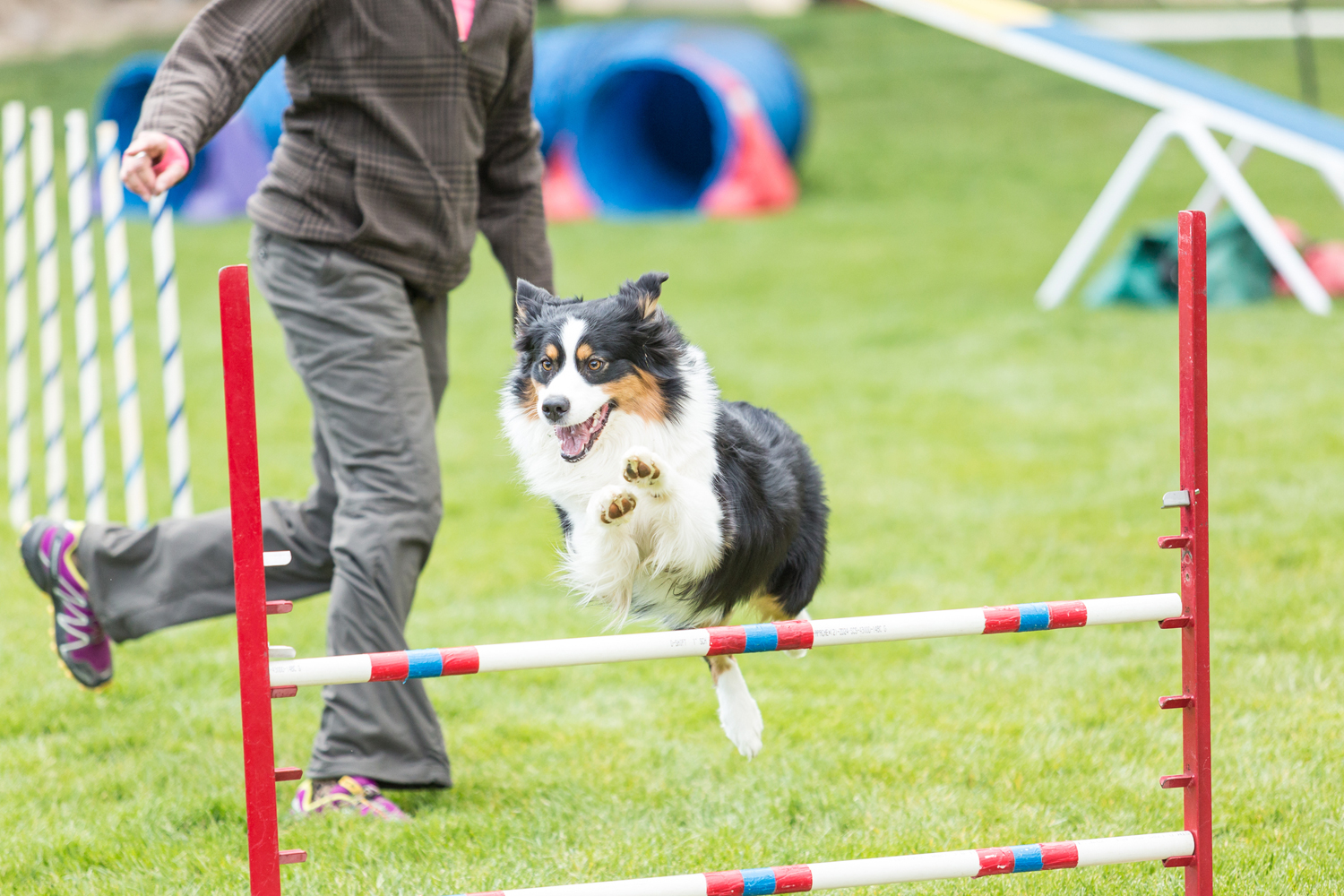 Yas Pet Festival is returning to Abu Dhabi next month | Time Out Abu Dhabi