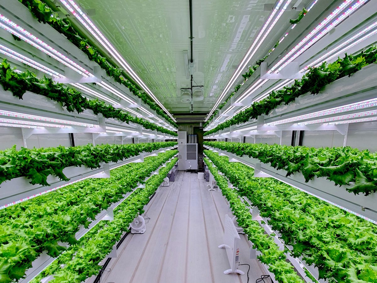 UAE to launch hydroponic vertical farming in 2020 | Time Out Abu Dhabi