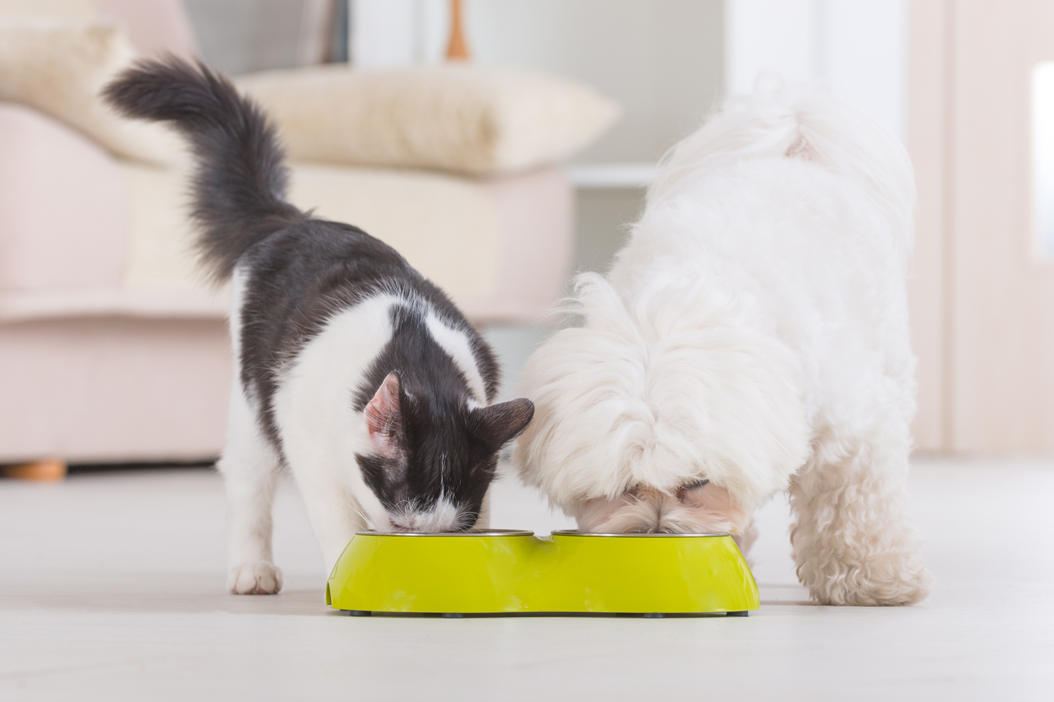 Where to shop for pet food and supplies online in the UAE