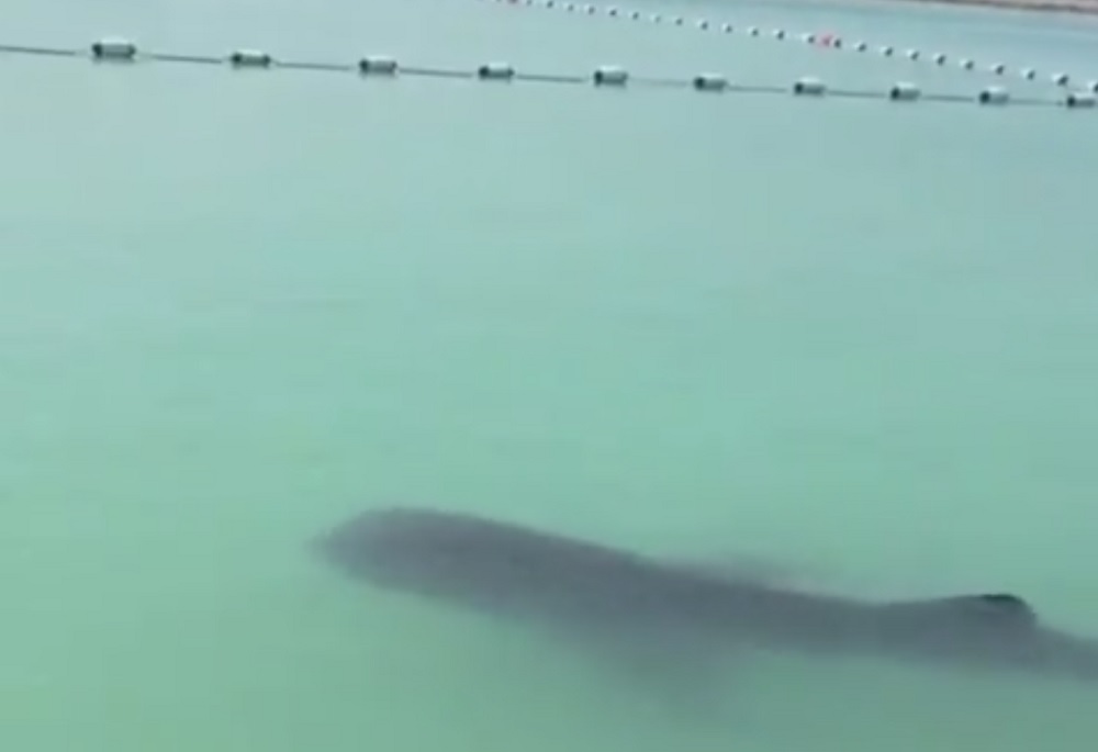 Watch: Close-up footage of whale shark swimming at Abu Dhabi Corniche ...