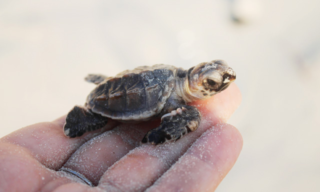 Turtle nestng in Abu Dhabi | Time Out Abu Dhabi