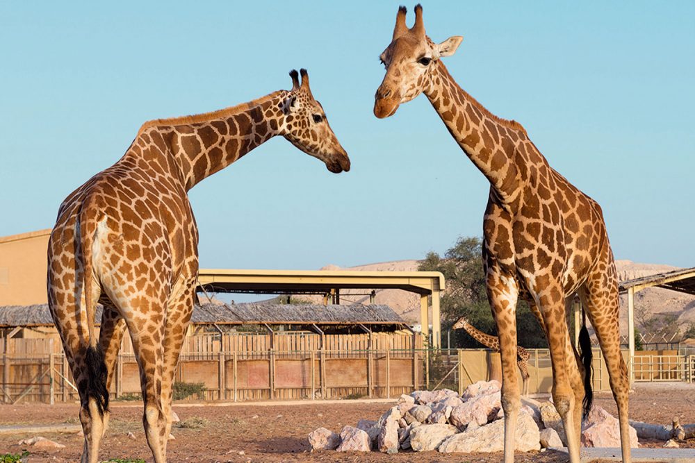 Al Ain Zoo Timing Today