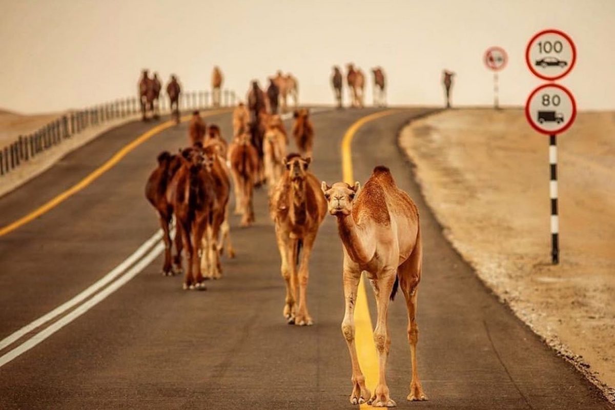 Amazing Abu Dhabi wildlife pictures from the desert and ocean