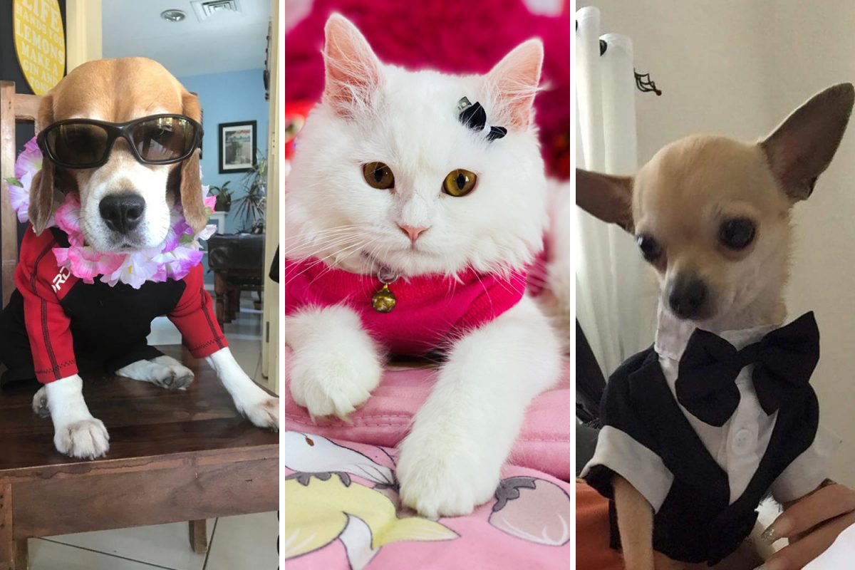 Most stylish pet: Time Out UAE Virtual Pet Show