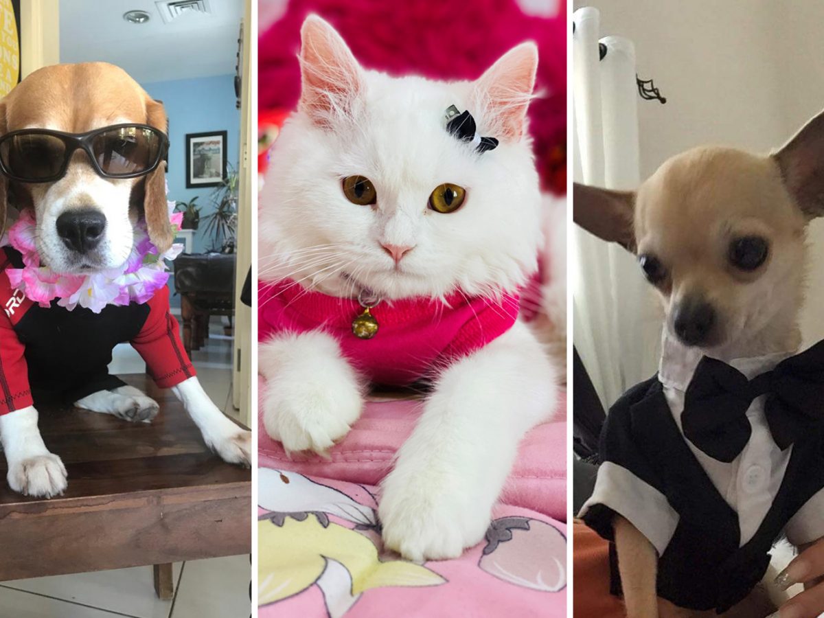 Most stylish pet: Time Out UAE Virtual Pet Show