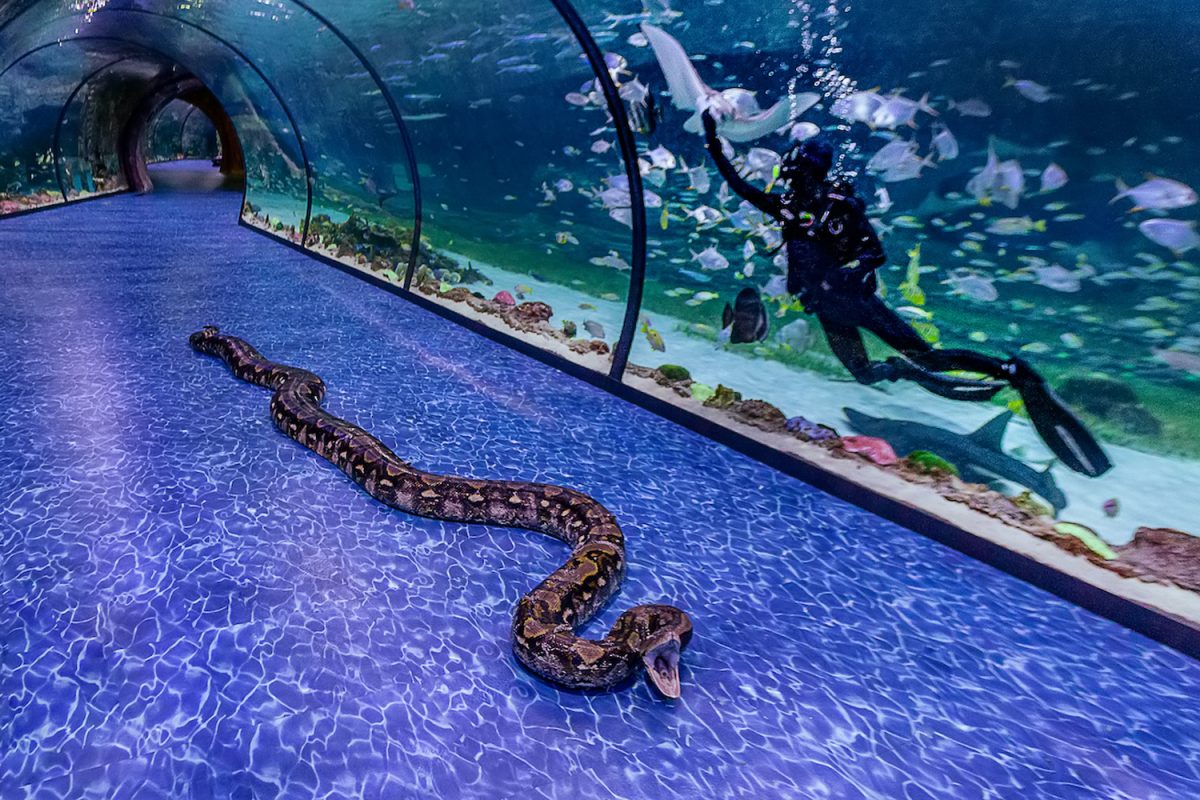 A super snake is coming to the National Aquarium at Al Qana