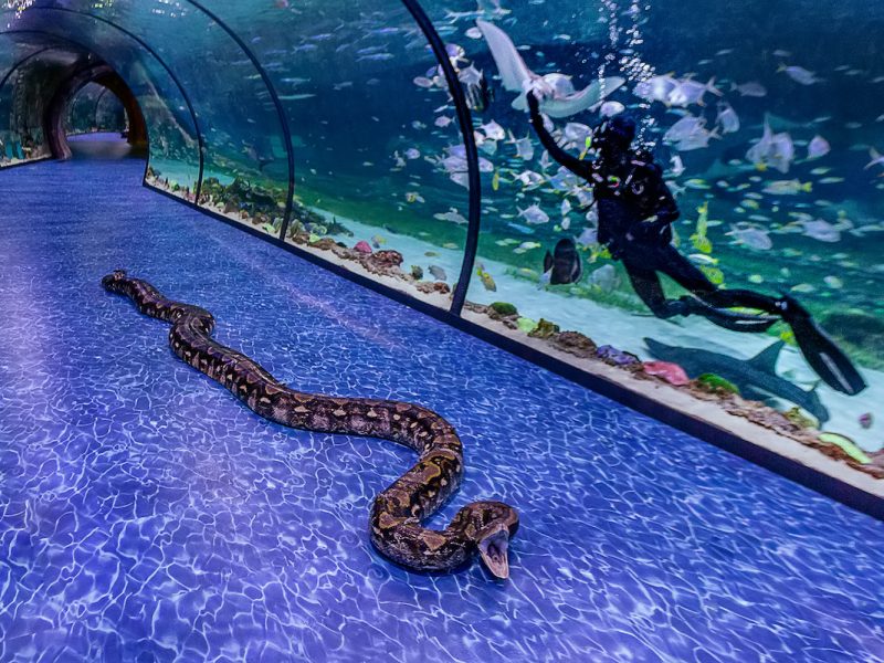 A super snake is coming to the National Aquarium at Al Qana