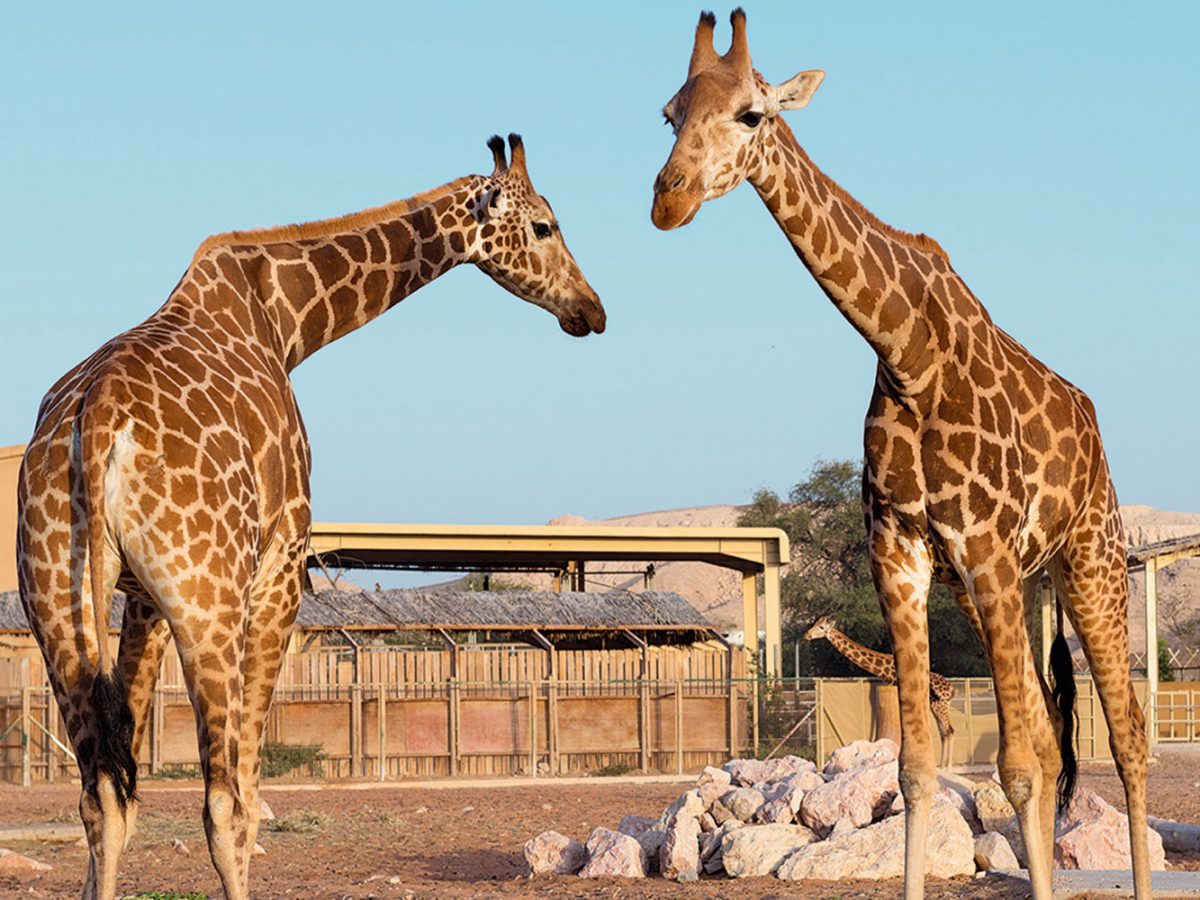 al ain zoo outdoors abu dhabi