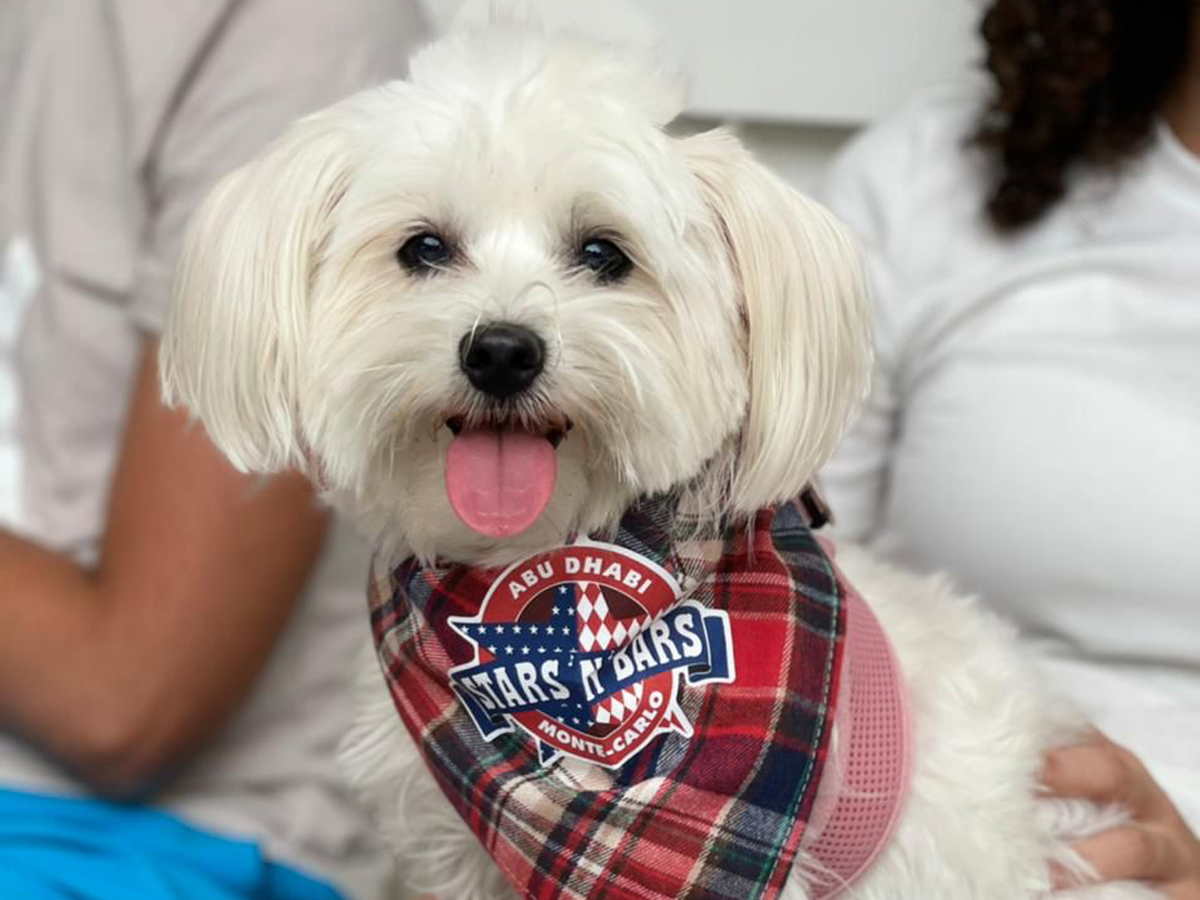 Stars N Bars Sunday dog brunch: cute white dog wearing plaid bandana