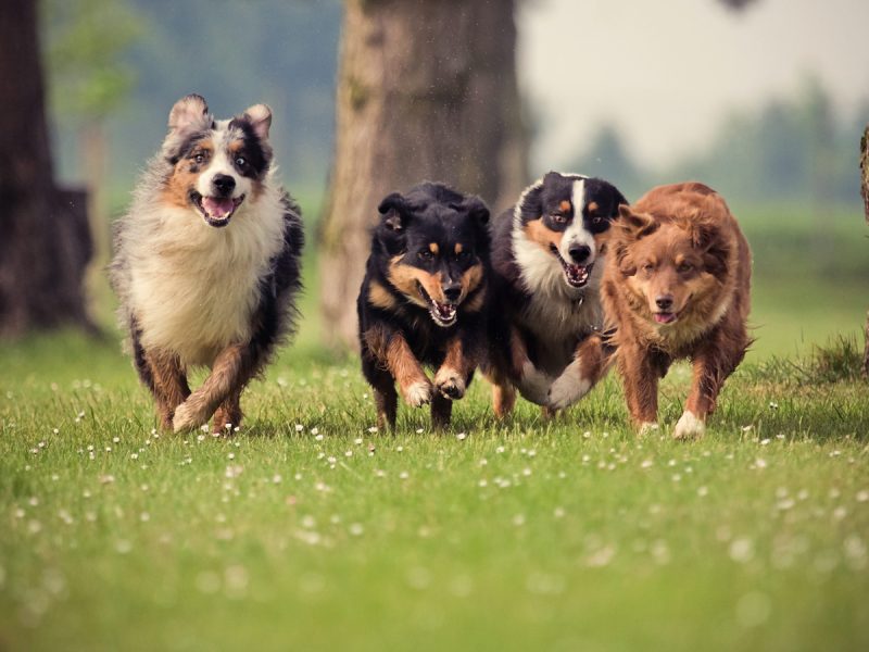 Al Khubeirah dog park