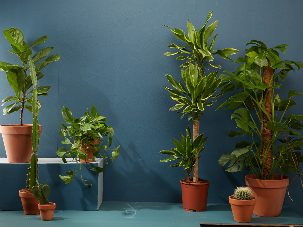 Where to buy house plants in the UAE