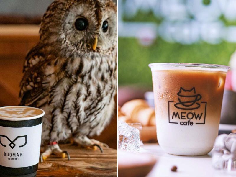 Quirky Cafes in Abu Dhabi: owl with coffee cup and cat logo on iced coffee