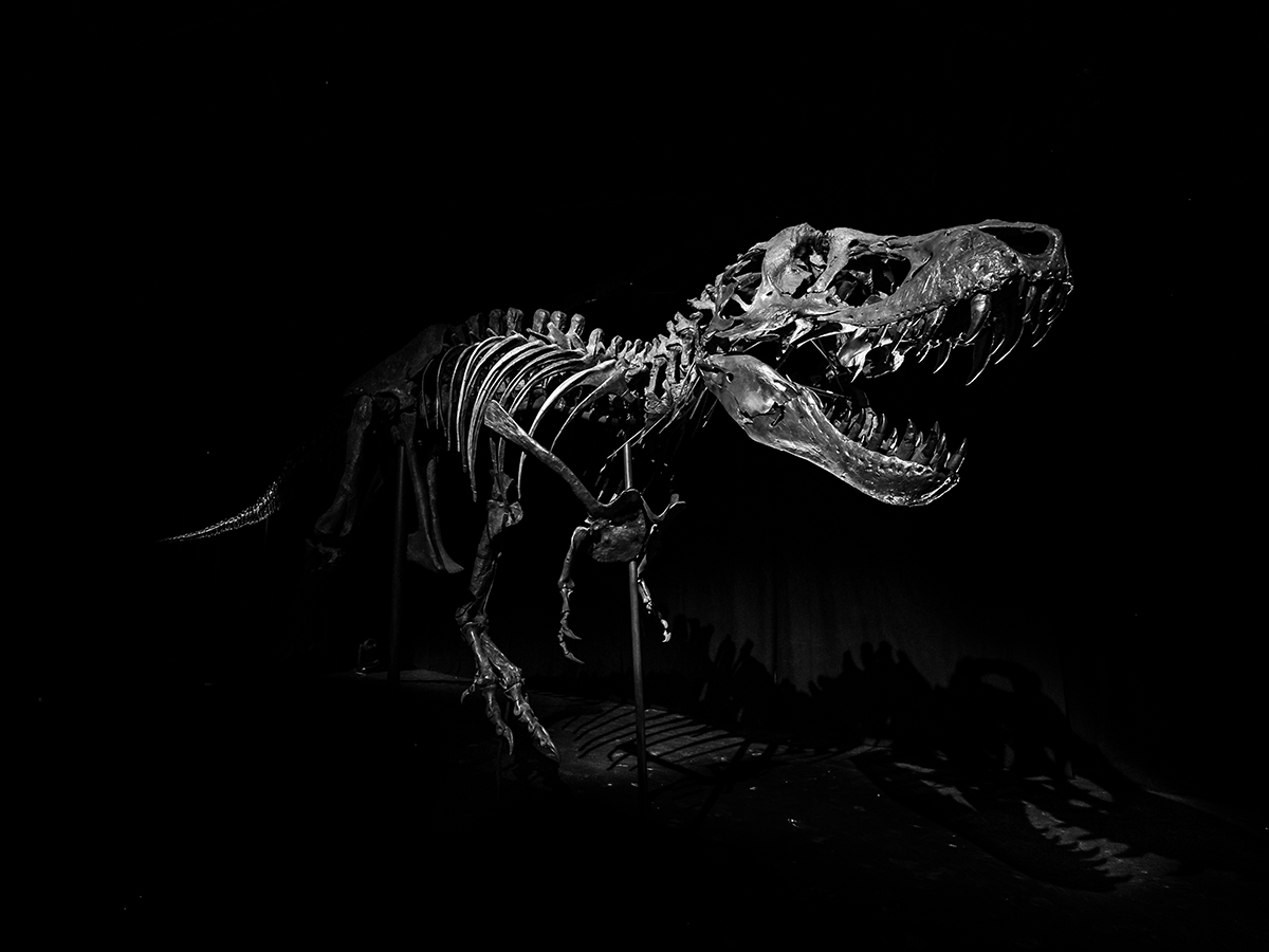 t-rex skeleton stan from the natural history museum abu dhabi