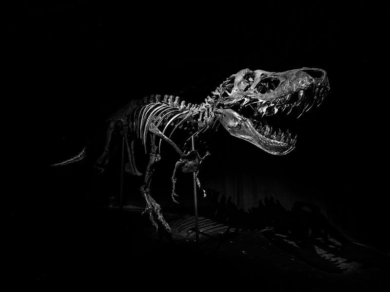 t-rex skeleton stan from the natural history museum abu dhabi