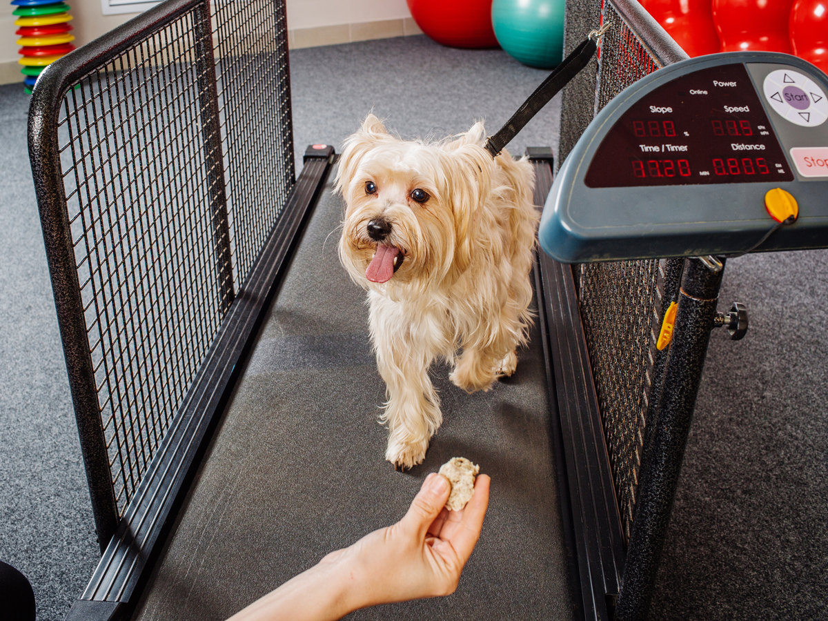 Inside The UAE's First Dog Gym At Posh Pets Boutique Spa In Abu Dhabi