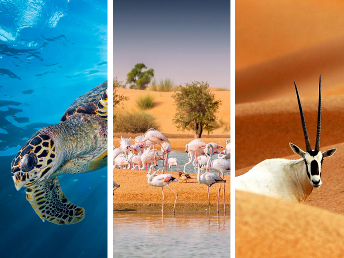 Top 106 + Animal conservation uae - Lestwinsonline.com