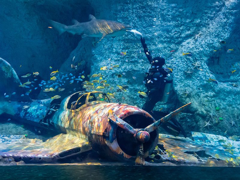 National Aquarium Abu Dhabi: Everything you need to know before you go ...